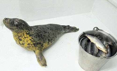 英国小海豹患上罕见鱼类恐惧症 拒吃鱼类(图)